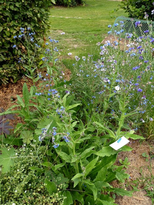Cynoglossum officinale (4)